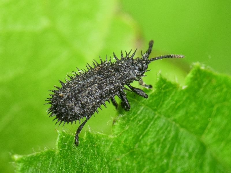 Hispa atra Linnaeus, 1767